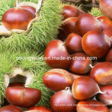 New Crop Fresh Chestnut at Competitive Price